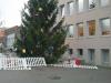 Tannenbaum auf dem Billstedter Marktplatz im Dezember 2013 - Wiederholt zerstörter Zaun. © FF Öjendorf