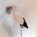 Der Storch wurde bei Steven und Ellen aufgestellt. © F2946