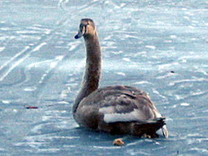 Es sah so aus, als ob der Schwan festgefroren war. Er reagierte nicht auf Futter und war nur wenige Meter vom Ufer entfernt.